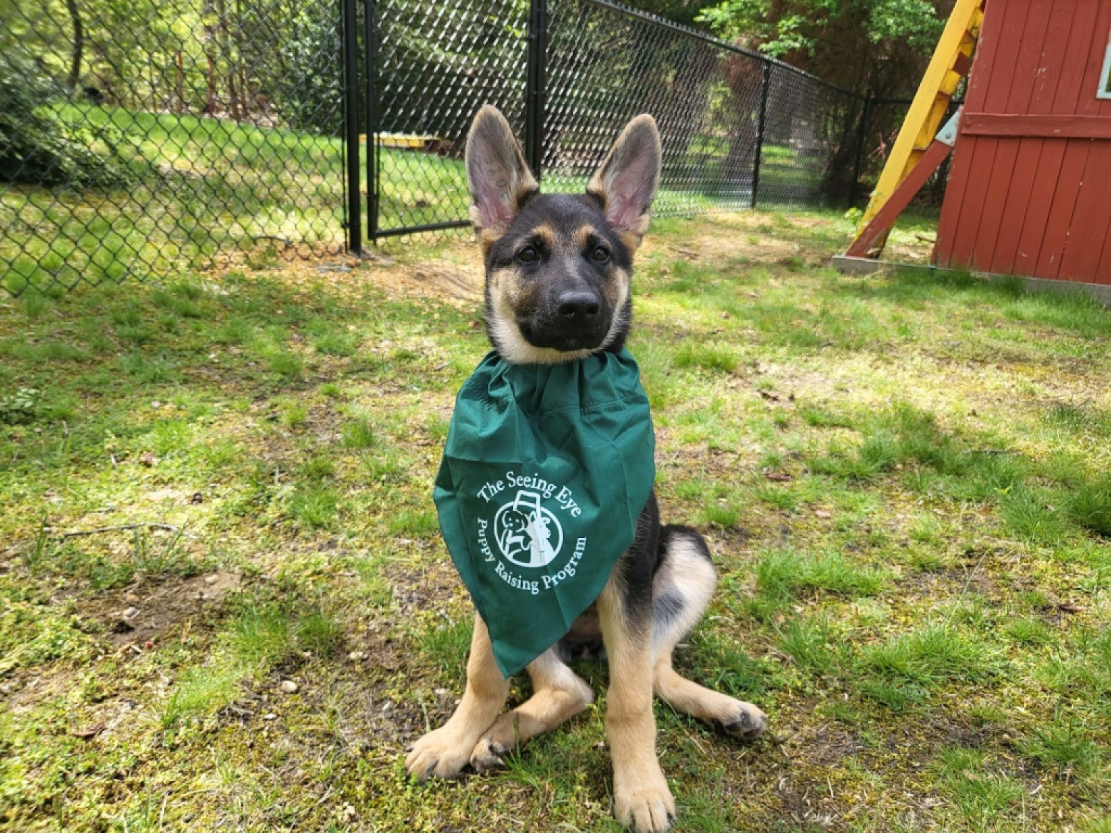 A German Shepard named Octo sits in green grass wearing a green scarf that says “The Seeing Eye Puppy Raising Program.” She is sitting tall in a backyard with a black fence and a red shed behind her.